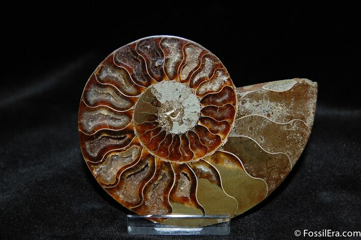 Beautiful Inch Ammonite (Half) #516